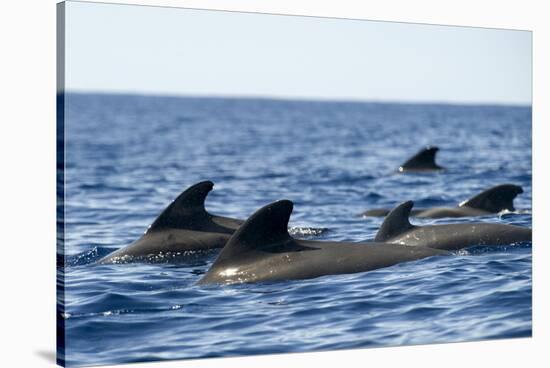 Short Finned Pilot Whales (Globicephala Macrorhynchus) Surfacing, Pico, Azores, Portugal, June 2009-Lundgren-Stretched Canvas