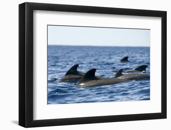 Short Finned Pilot Whales (Globicephala Macrorhynchus) Surfacing, Pico, Azores, Portugal, June 2009-Lundgren-Framed Photographic Print