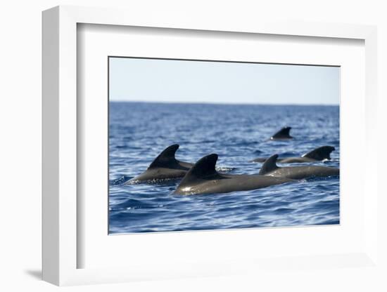 Short Finned Pilot Whales (Globicephala Macrorhynchus) Surfacing, Pico, Azores, Portugal, June 2009-Lundgren-Framed Photographic Print