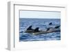 Short Finned Pilot Whales (Globicephala Macrorhynchus) Surfacing, Pico, Azores, Portugal, June 2009-Lundgren-Framed Photographic Print