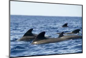 Short Finned Pilot Whales (Globicephala Macrorhynchus) Surfacing, Pico, Azores, Portugal, June 2009-Lundgren-Mounted Photographic Print