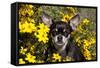 Short-Haired Chihuahua Among Yellow Wildflowers, Southern California, USA-Lynn M^ Stone-Framed Stretched Canvas