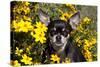 Short-Haired Chihuahua Among Yellow Wildflowers, Southern California, USA-Lynn M^ Stone-Stretched Canvas