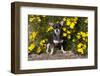 Short-Haired Chihuahua Among Yellow Wildflowers, Southern California, USA-Lynn M^ Stone-Framed Photographic Print