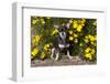 Short-Haired Chihuahua Among Yellow Wildflowers, Southern California, USA-Lynn M^ Stone-Framed Photographic Print