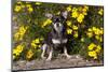 Short-Haired Chihuahua Among Yellow Wildflowers, Southern California, USA-Lynn M^ Stone-Mounted Photographic Print