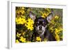 Short-Haired Chihuahua Among Yellow Wildflowers, Southern California, USA-Lynn M^ Stone-Framed Photographic Print