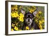 Short-Haired Chihuahua Among Yellow Wildflowers, Southern California, USA-Lynn M^ Stone-Framed Photographic Print
