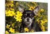 Short-Haired Chihuahua Among Yellow Wildflowers, Southern California, USA-Lynn M^ Stone-Mounted Photographic Print