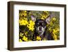 Short-Haired Chihuahua Among Yellow Wildflowers, Southern California, USA-Lynn M^ Stone-Framed Photographic Print