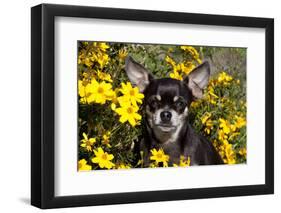 Short-Haired Chihuahua Among Yellow Wildflowers, Southern California, USA-Lynn M^ Stone-Framed Photographic Print