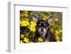 Short-Haired Chihuahua Among Yellow Wildflowers, Southern California, USA-Lynn M^ Stone-Framed Photographic Print