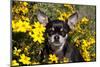 Short-Haired Chihuahua Among Yellow Wildflowers, Southern California, USA-Lynn M^ Stone-Mounted Photographic Print