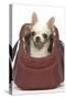 Short-Haired Chihuahua in Carrier-null-Stretched Canvas