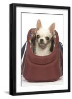 Short-Haired Chihuahua in Carrier-null-Framed Photographic Print
