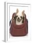 Short-Haired Chihuahua in Carrier-null-Framed Photographic Print