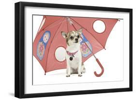 Short-Haired Chihuahua in Studio Sitting-null-Framed Photographic Print