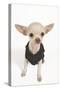 Short-Haired Chihuahua in Studio Wearing T-Shirt-null-Stretched Canvas