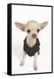 Short-Haired Chihuahua in Studio Wearing T-Shirt-null-Framed Stretched Canvas