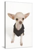Short-Haired Chihuahua in Studio Wearing T-Shirt-null-Stretched Canvas