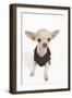 Short-Haired Chihuahua in Studio Wearing T-Shirt-null-Framed Photographic Print