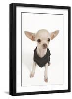 Short-Haired Chihuahua in Studio Wearing T-Shirt-null-Framed Photographic Print