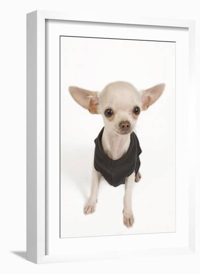 Short-Haired Chihuahua in Studio Wearing T-Shirt-null-Framed Photographic Print