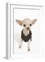 Short-Haired Chihuahua in Studio Wearing T-Shirt-null-Framed Photographic Print