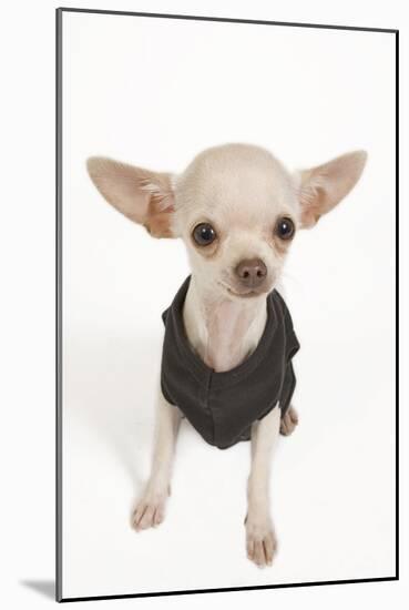 Short-Haired Chihuahua in Studio Wearing T-Shirt-null-Mounted Photographic Print
