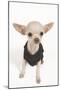 Short-Haired Chihuahua in Studio Wearing T-Shirt-null-Mounted Photographic Print