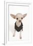 Short-Haired Chihuahua in Studio Wearing T-Shirt-null-Framed Photographic Print