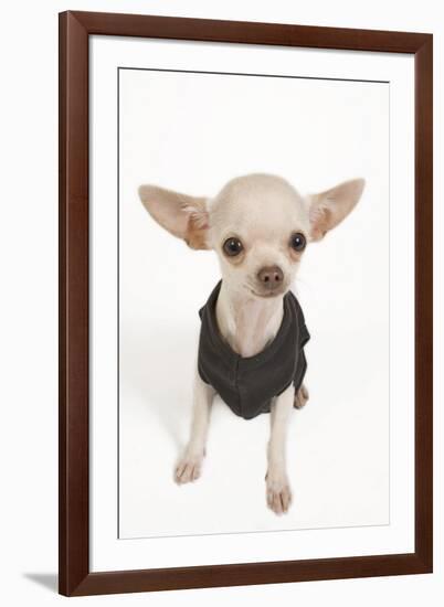 Short-Haired Chihuahua in Studio Wearing T-Shirt-null-Framed Photographic Print