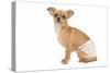 Short-Haired Chihuahua in Studio Wearing-null-Stretched Canvas