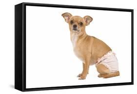 Short-Haired Chihuahua in Studio Wearing-null-Framed Stretched Canvas
