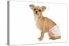 Short-Haired Chihuahua in Studio Wearing-null-Stretched Canvas