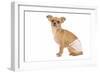 Short-Haired Chihuahua in Studio Wearing-null-Framed Photographic Print