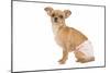 Short-Haired Chihuahua in Studio Wearing-null-Mounted Photographic Print