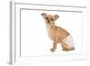 Short-Haired Chihuahua in Studio Wearing-null-Framed Photographic Print