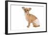 Short-Haired Chihuahua in Studio Wearing-null-Framed Photographic Print