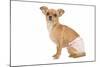 Short-Haired Chihuahua in Studio Wearing-null-Mounted Photographic Print