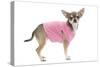 Short-Haired Chihuahua Wearing Pink T-Shirt-null-Stretched Canvas