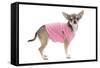 Short-Haired Chihuahua Wearing Pink T-Shirt-null-Framed Stretched Canvas