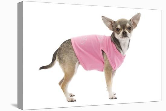 Short-Haired Chihuahua Wearing Pink T-Shirt-null-Stretched Canvas