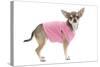 Short-Haired Chihuahua Wearing Pink T-Shirt-null-Stretched Canvas