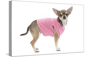 Short-Haired Chihuahua Wearing Pink T-Shirt-null-Stretched Canvas