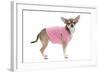 Short-Haired Chihuahua Wearing Pink T-Shirt-null-Framed Photographic Print