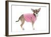 Short-Haired Chihuahua Wearing Pink T-Shirt-null-Framed Photographic Print