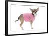 Short-Haired Chihuahua Wearing Pink T-Shirt-null-Framed Photographic Print