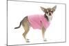 Short-Haired Chihuahua Wearing Pink T-Shirt-null-Mounted Photographic Print