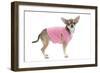 Short-Haired Chihuahua Wearing Pink T-Shirt-null-Framed Photographic Print
